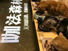 -咖法森林·咖啡  酒吧(天河店)