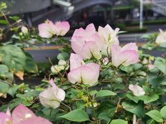 -厦门大学附属中山医院(本部)
