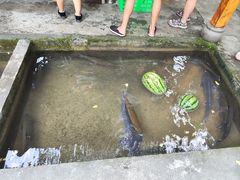 -源泉冷水鱼庄(小鱼洞店)
