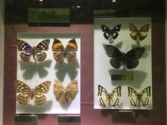 -上海昆虫博物馆