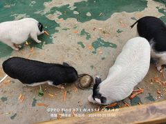 -栾川竹海野生动物园