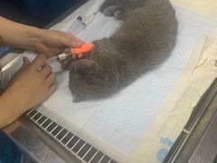 -奈斯宠物医院·核磁CT·异宠专科·内镜(中南店)