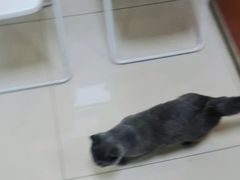 -艾贝尔宠物医院 ·内科全科(梁溪路店)
