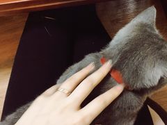 -李小姐の猫咖啡馆(五角场店)