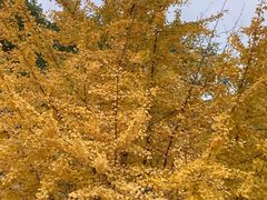 -辽宁大学(崇山校区)