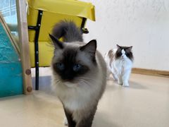 -猫在这儿猫咪咖啡馆·撸猫馆