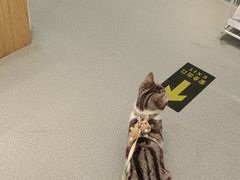 -瑞派·关忠动物医院·猫专科·犬专科(三环新城店)