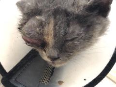 -宠颐生嘉德动物医院