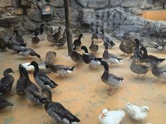 -北京市海淀外国语实验学校