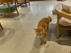 -藏猫猫咖啡主题馆(中央大道店)