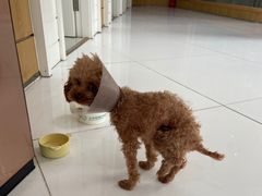 -北京恒爱动物医院(清景园分院)