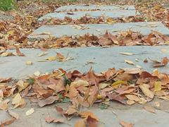 -大兴滨河森林公园