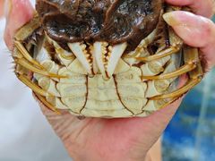 -阳澄湖大闸蟹·琼灵阁牌品牌连锁(吴中总店)