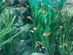 -上海海洋水族馆