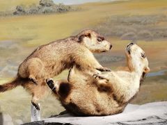 -四川大学博物馆