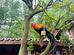 -青城甲(青城山店)