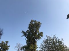 -九科绿洲