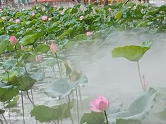 -惠州西湖丰渚园