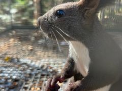 -五营红松林海景区