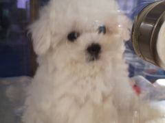 -FAELING PETS美天灵宠物(富力广场店)