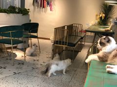 -喵喵咪呀布偶猫咖(春熙路店)