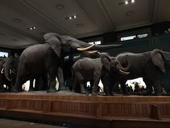 -美国自然历史博物馆