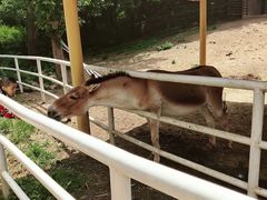 -大连森林动物园