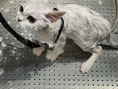 -PETKIT 小佩宠物·低压洗护·美容·寄养(安远店)