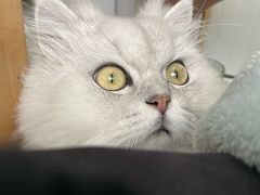 -中农大我爱我爱动物医院·核磁CT·猫病·24小时夜诊中心(石佛营店)