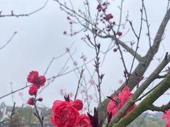 -常德桃花源景区
