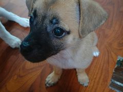 -1013 PET SHOP 宠物商店(近铁城市广场店)