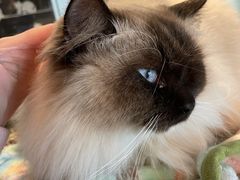 -遇见羊驼·奶狗咖·布偶猫咖·法斗柯基柴犬阿拉斯加(春熙路太古里IFS店)
