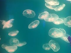 -芜湖新华联大白鲸海洋公园