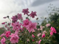 -大兴世界月季主题园