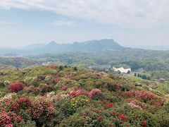 -贵州百里杜鹃风景名胜区