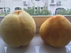 -樂桃源奉贤黄桃种植采摘基地