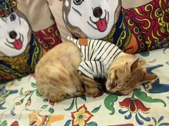 -more than meow吴止猫主题餐厅(承德 中船汇店)