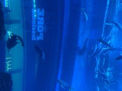 -迪拜水族馆及水下动物园