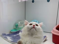 -1013 PET SHOP精品宠物商店(丁香店)