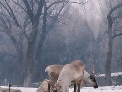 -北京野生动物园