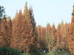 -桤木河湿地公园