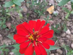 -合肥滨湖国家森林公园