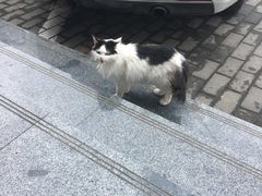 -33韩式自助烧烤(环城南路店)