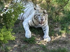 -西霞口神雕山野生动物世界