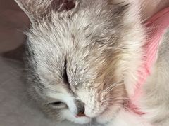 -瑞派福兴宠物医院犬猫全科·骨科·中西医结合(河东店)