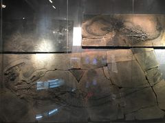 -甘肃地质博物馆