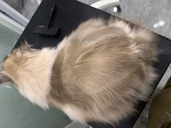 -爱洗澡的猫(望京店)