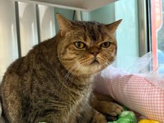 -纳吉亚猫专科动物医院博雅分院