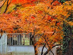 -上海共青森林公园