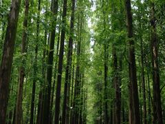-东平国家森林公园